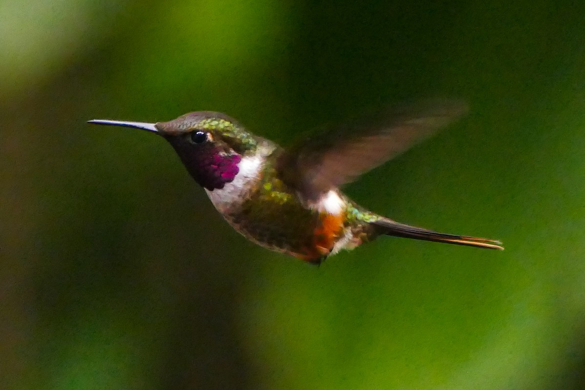 Colibri magenta - ML636519273