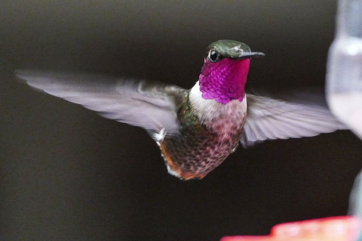 Colibri magenta - ML636519369