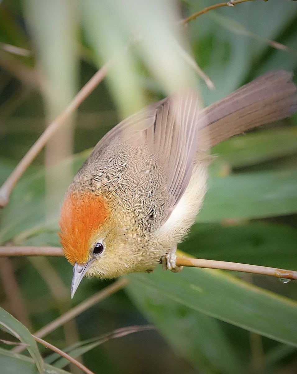 Rufous-capped Babbler - ML636519494