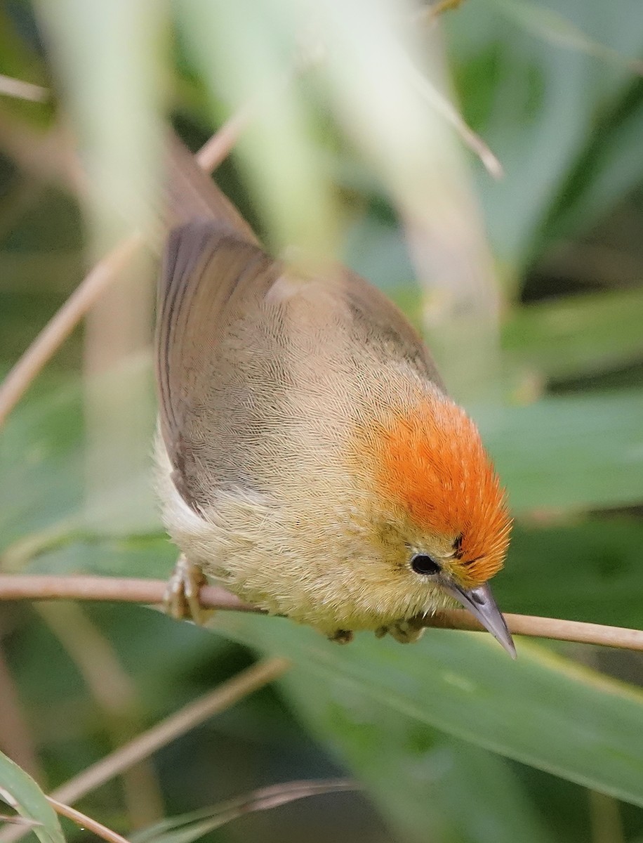 Rufous-capped Babbler - ML636519495
