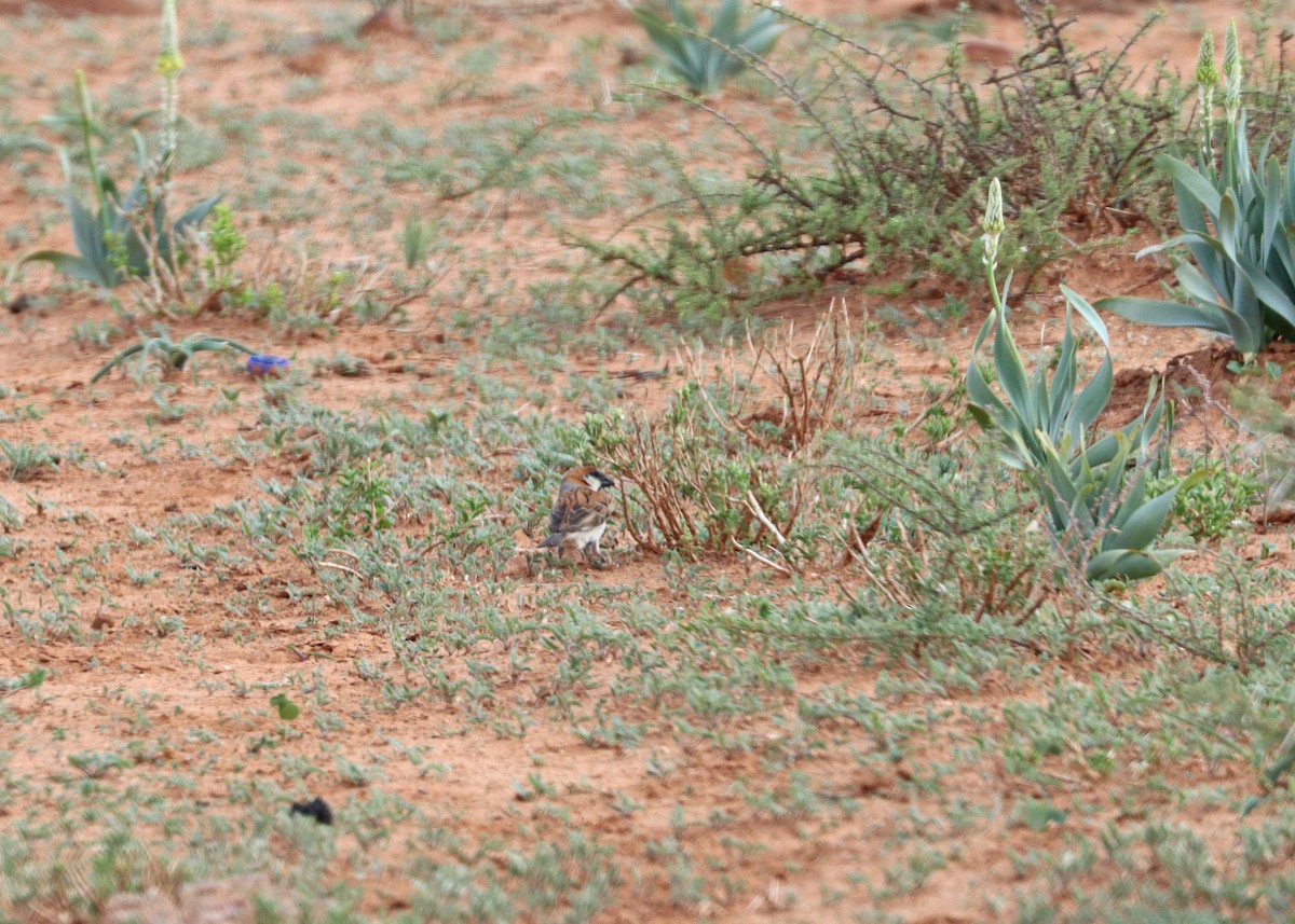 Great Rufous Sparrow - ML636519536