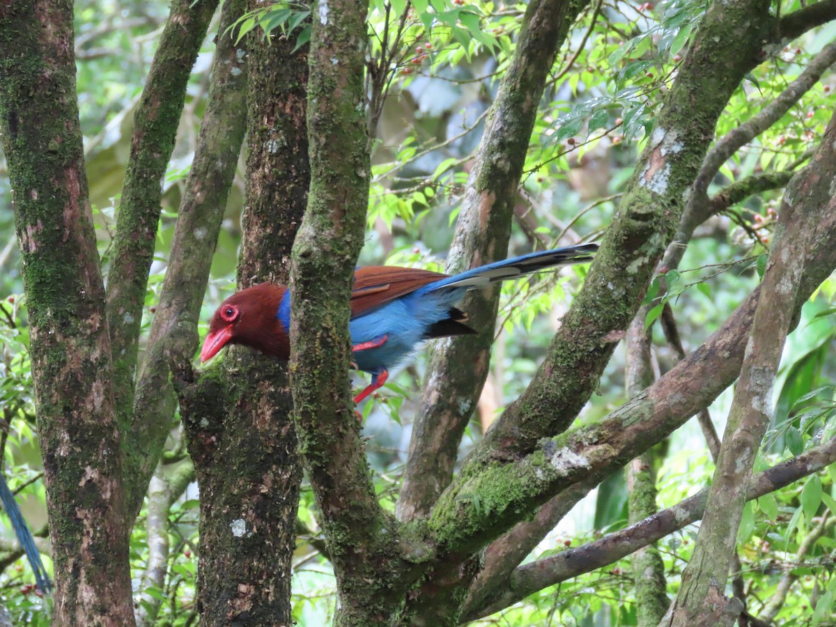 Sri Lanka Blue-Magpie - ML636519638