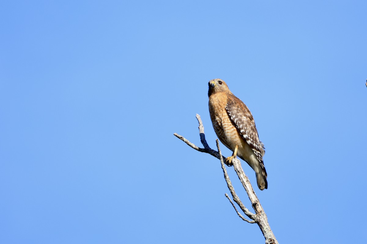 Red-shouldered Hawk - ML636519753