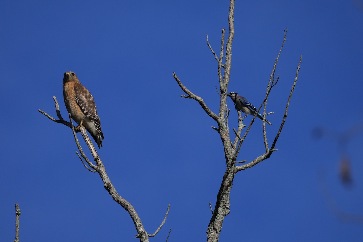 Red-shouldered Hawk - ML636519756