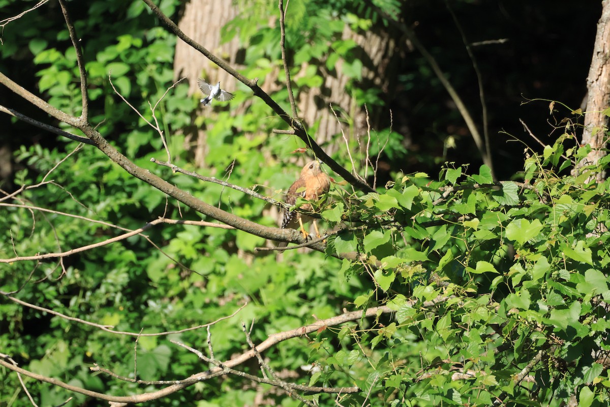 Red-shouldered Hawk - ML636519757