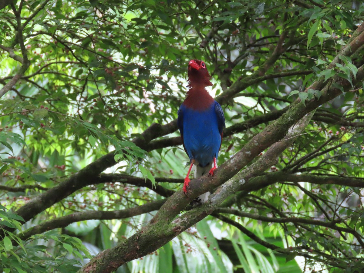 Sri Lanka Blue-Magpie - ML636519788