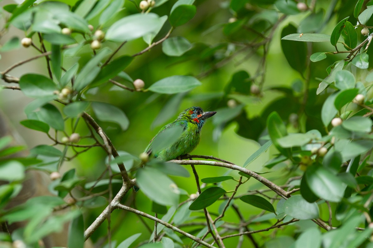Blue-eared Barbet - ML636519804