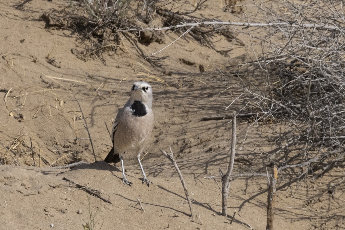 Turkestan Ground-Jay - ML636519867