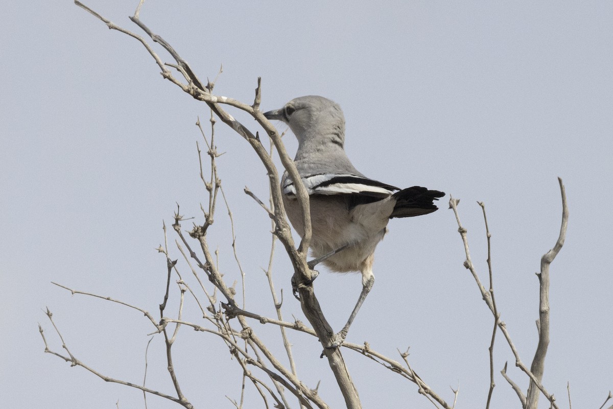 Turkestan Ground-Jay - ML636519868
