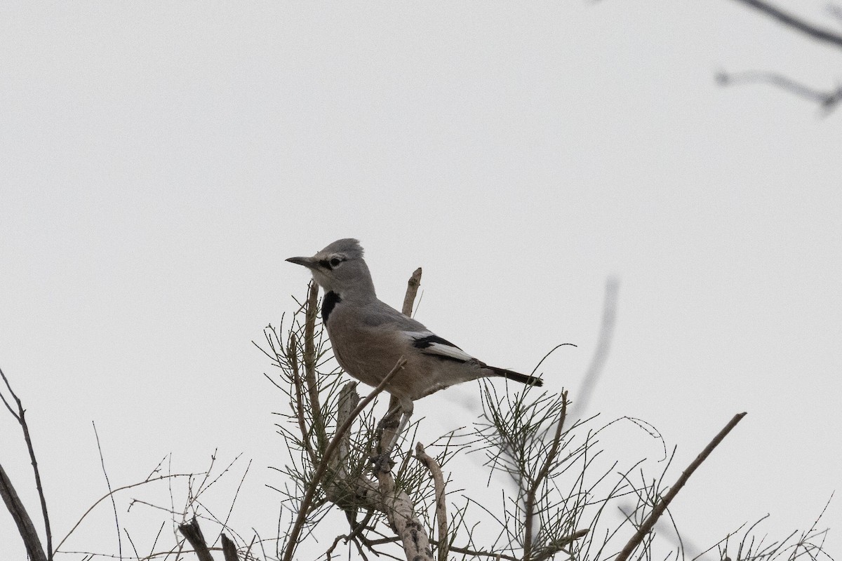 Turkestan Ground-Jay - ML636519869