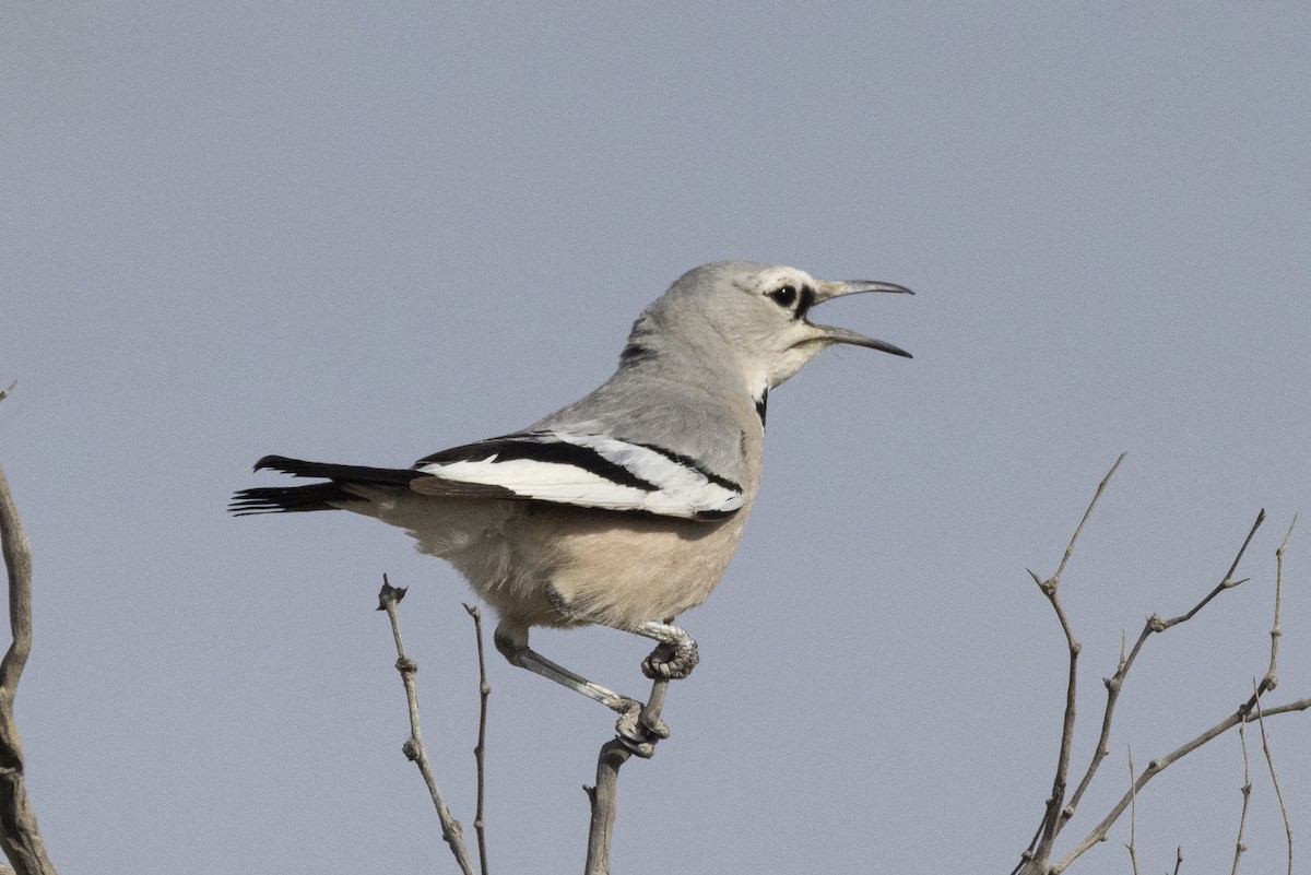 Turkestan Ground-Jay - ML636519873