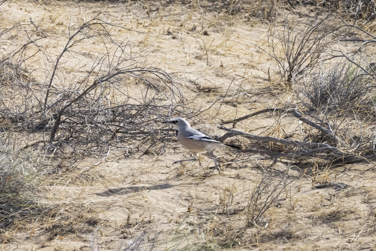 Turkestan Ground-Jay - ML636519876