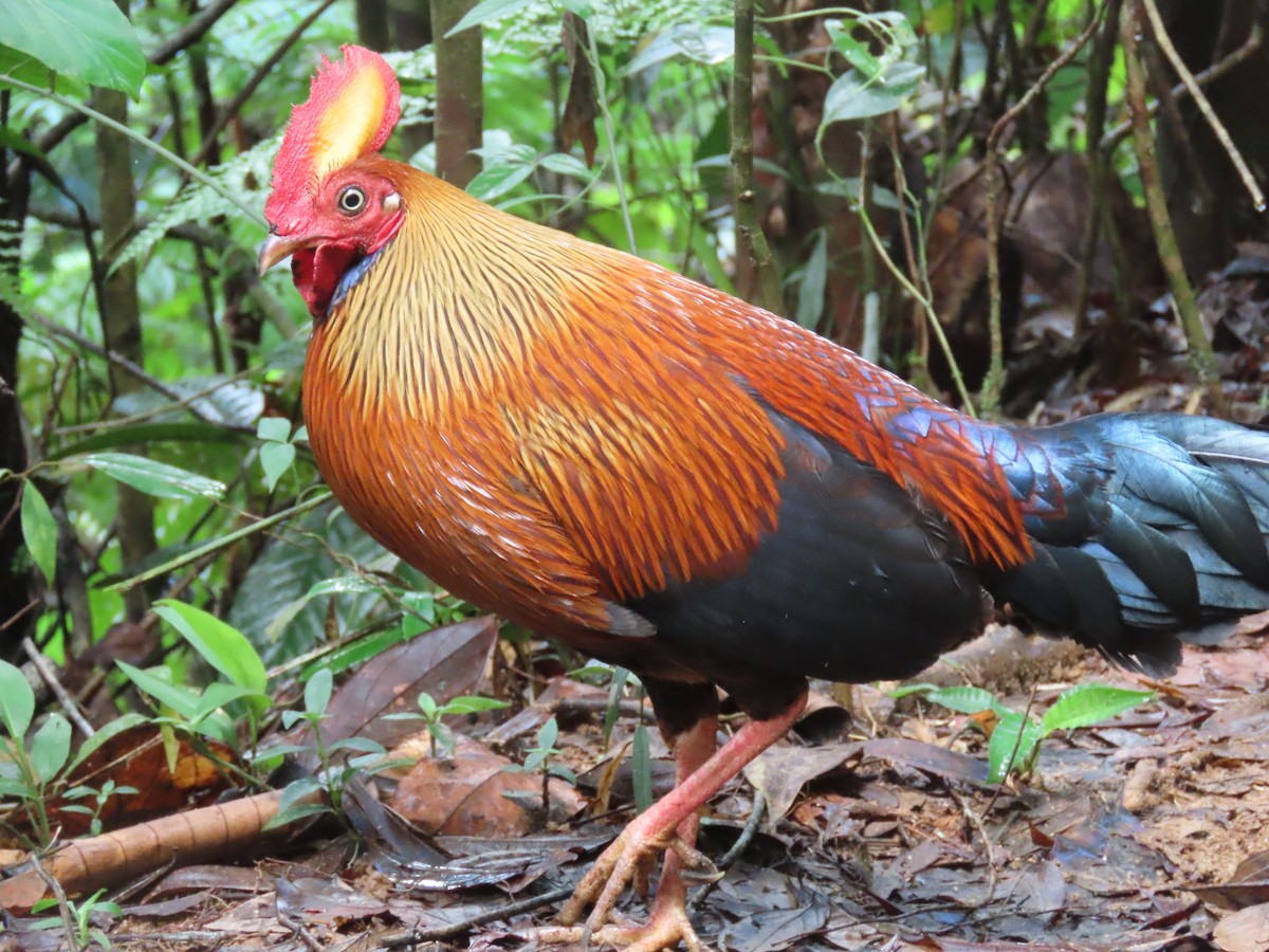 Sri Lanka Junglefowl - ML636519892