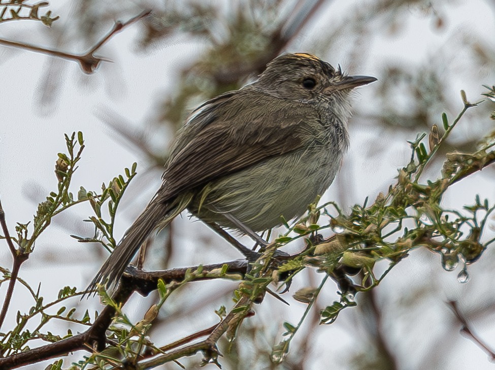 Fulvous-crowned Scrub-Tyrant - ML636519898