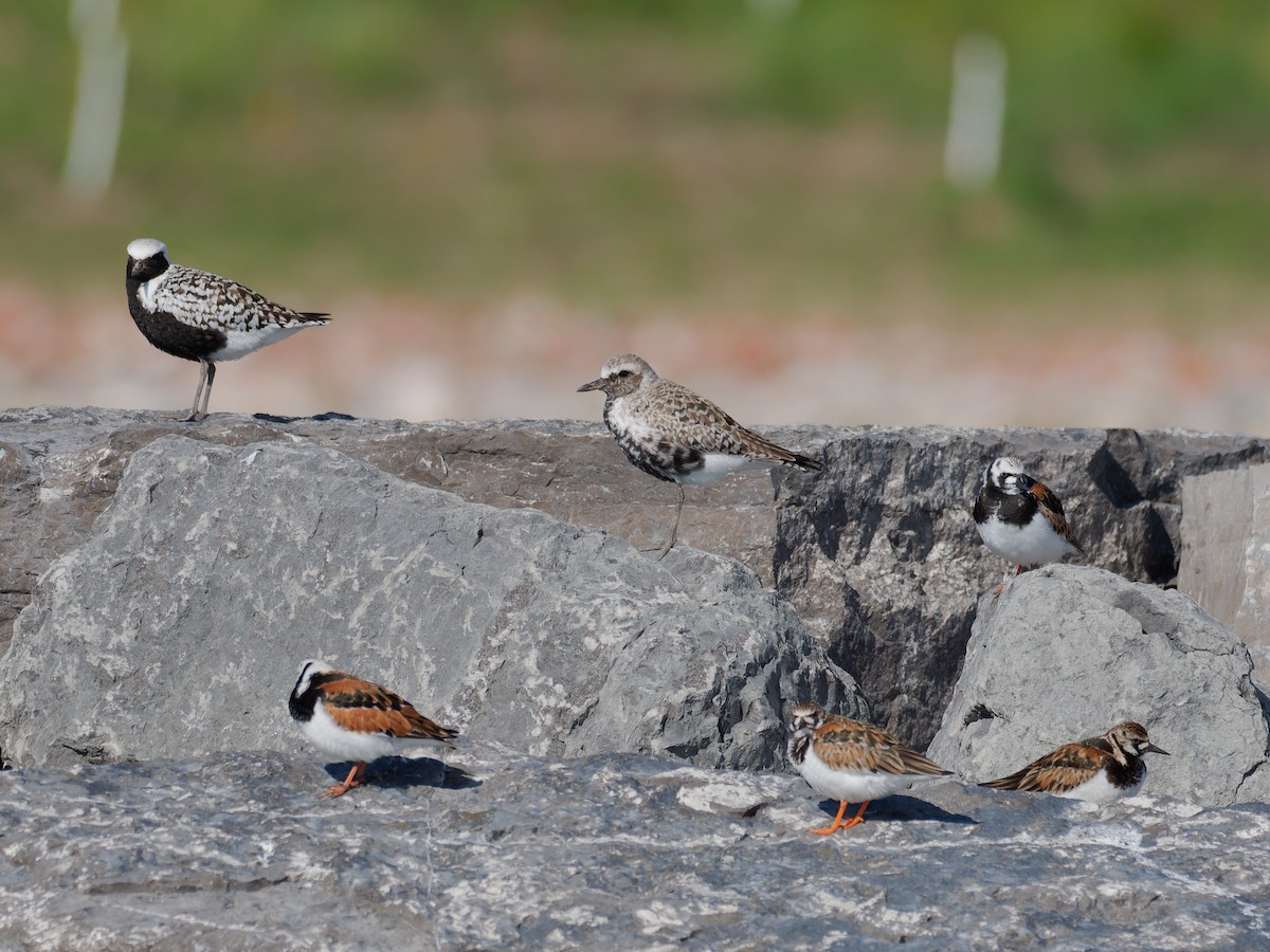 Ruddy Turnstone - ML636519907