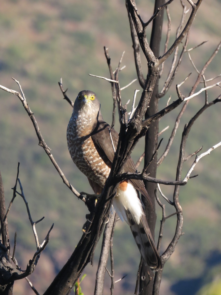 Chilean Hawk - ML636519908