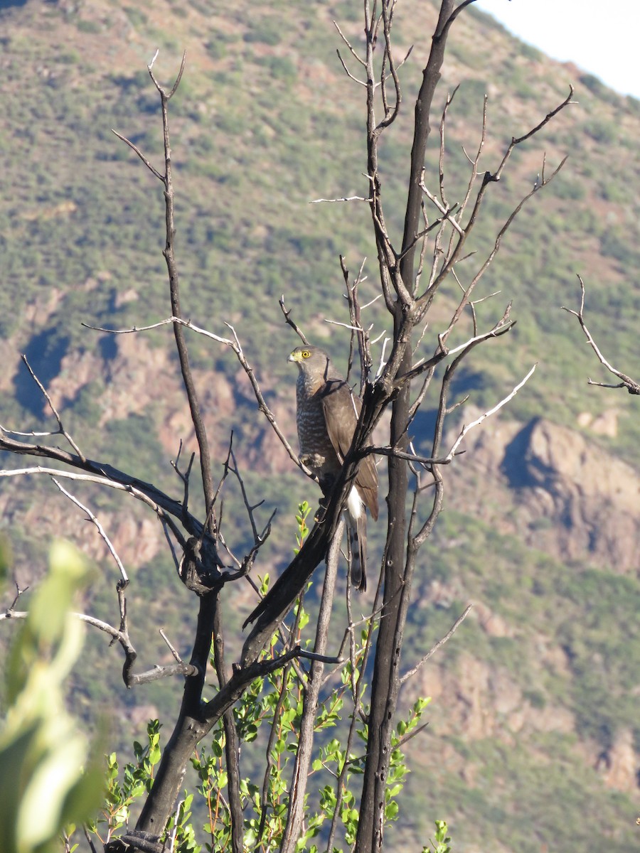Chilean Hawk - ML636519909