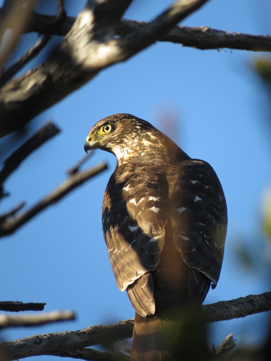 Chilean Hawk - ML636519910