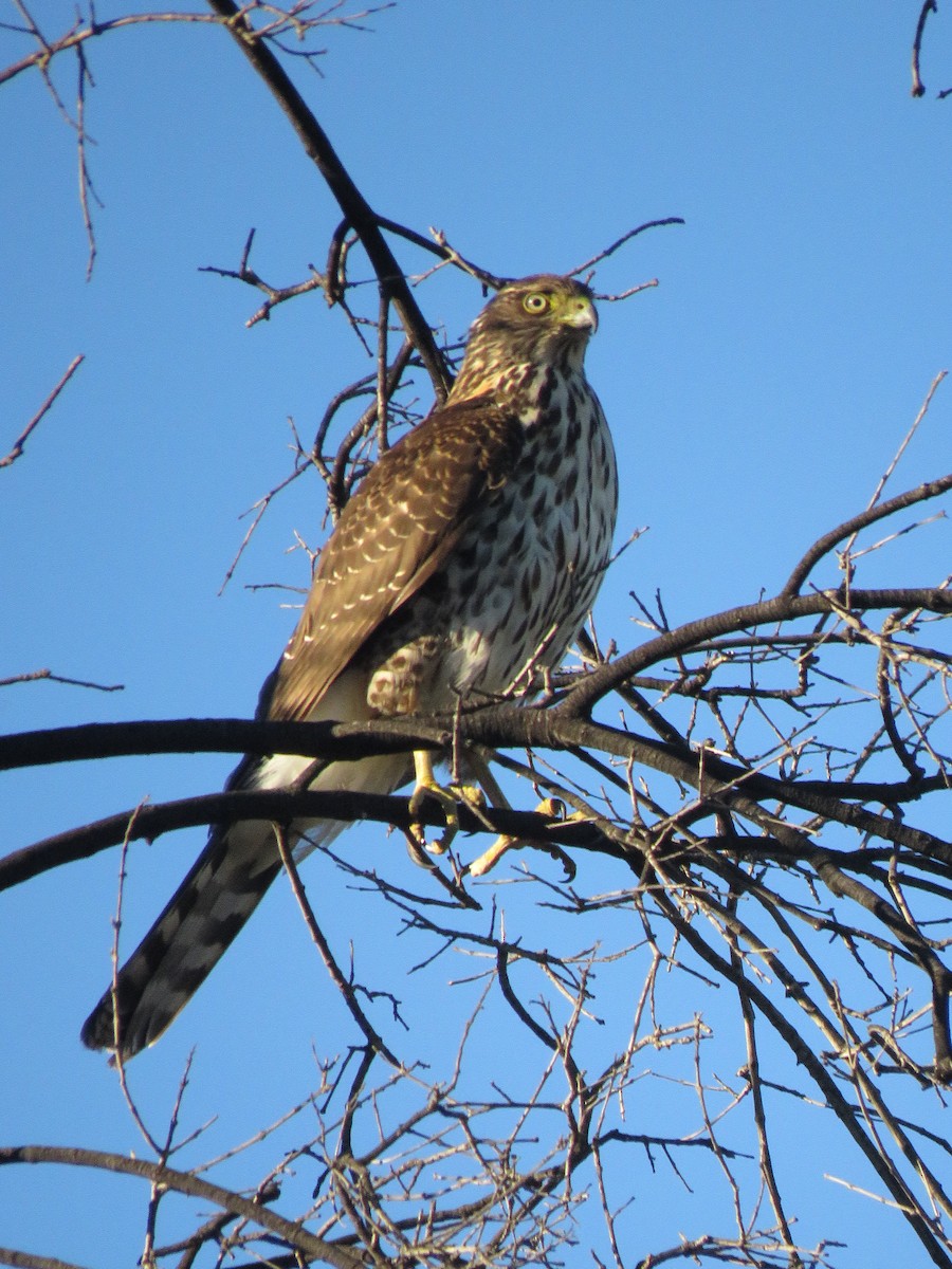 Chilean Hawk - ML636519911