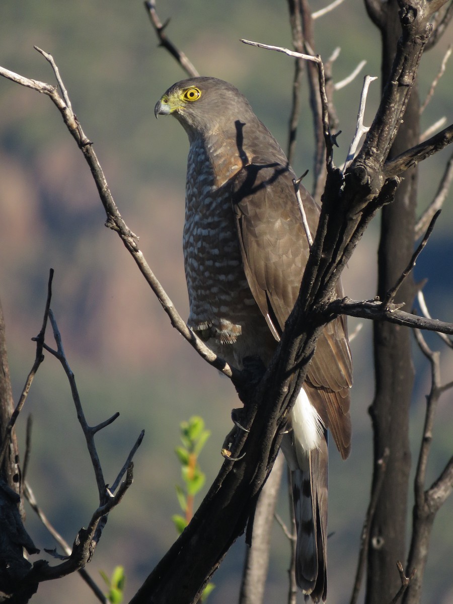 Chilean Hawk - ML636519913