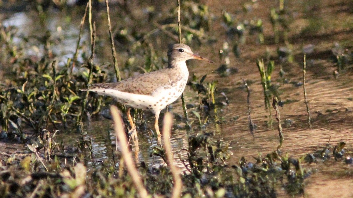 Spotted Sandpiper - ML636520003