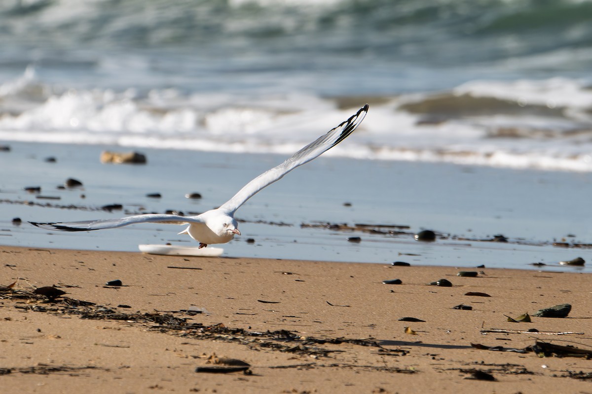 Silver Gull - ML636520014