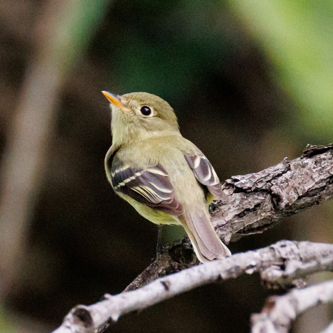 Yellow-bellied Flycatcher - ML636520030