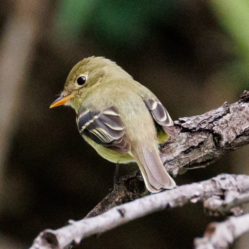 Yellow-bellied Flycatcher - ML636520035