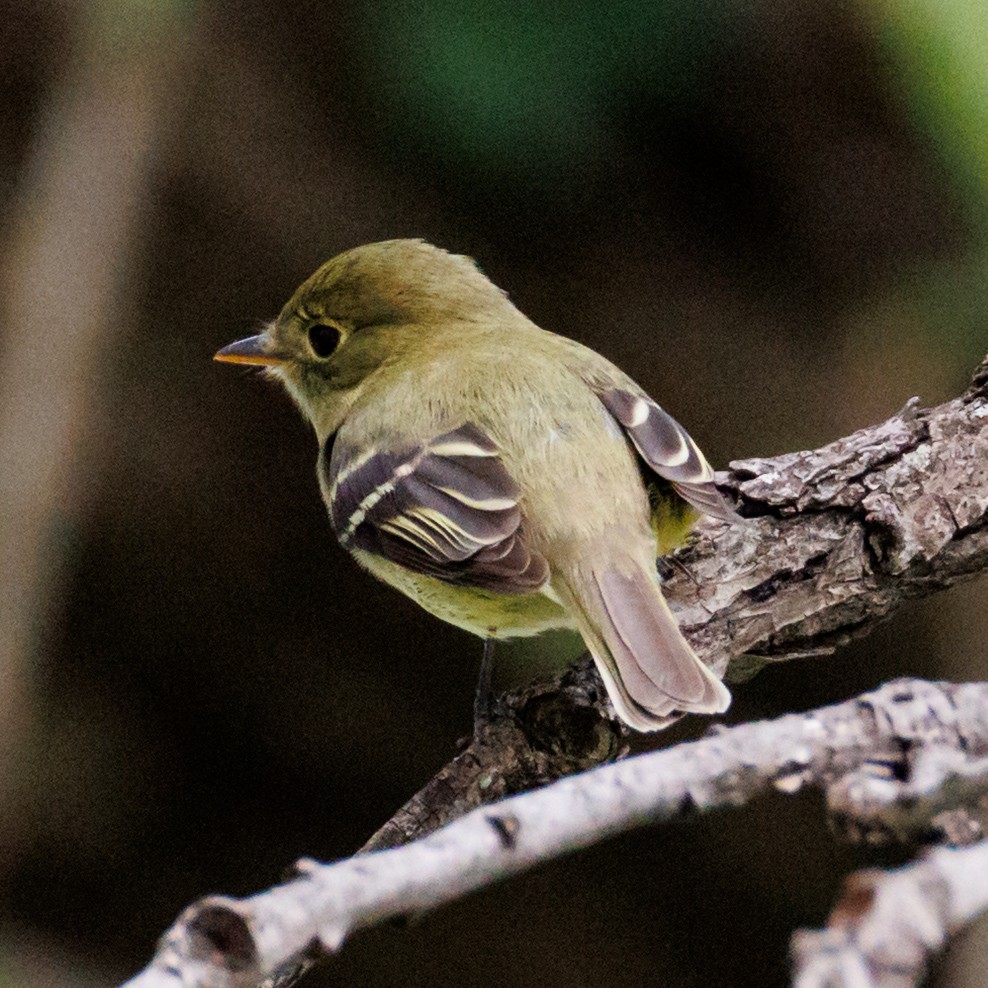 Yellow-bellied Flycatcher - ML636520036