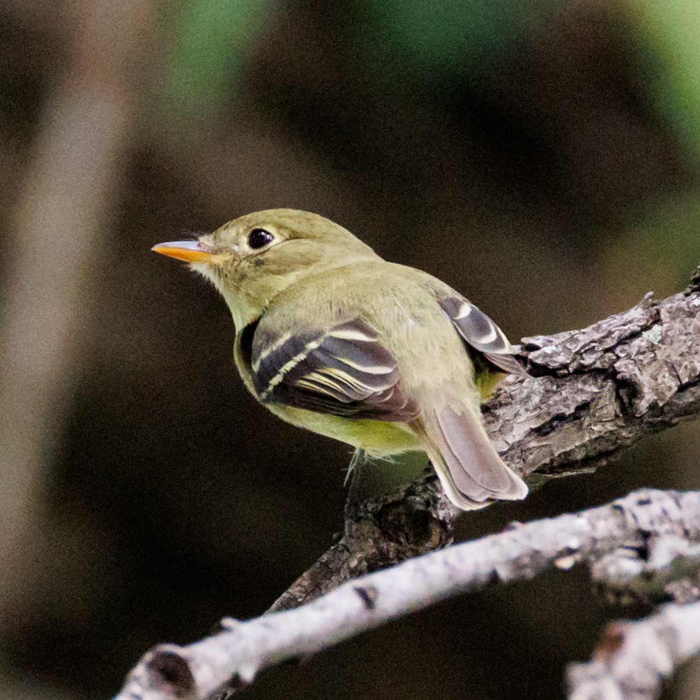 Yellow-bellied Flycatcher - ML636520037