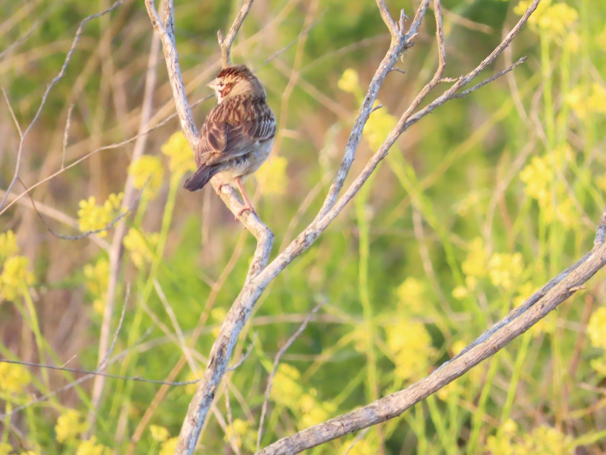Lark Sparrow - ML636520086