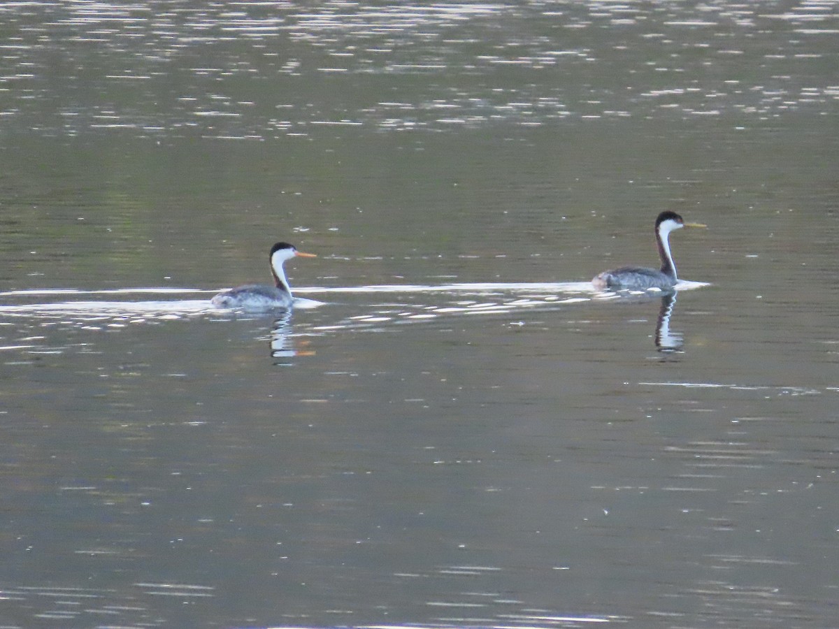 Western Grebe - ML636520089