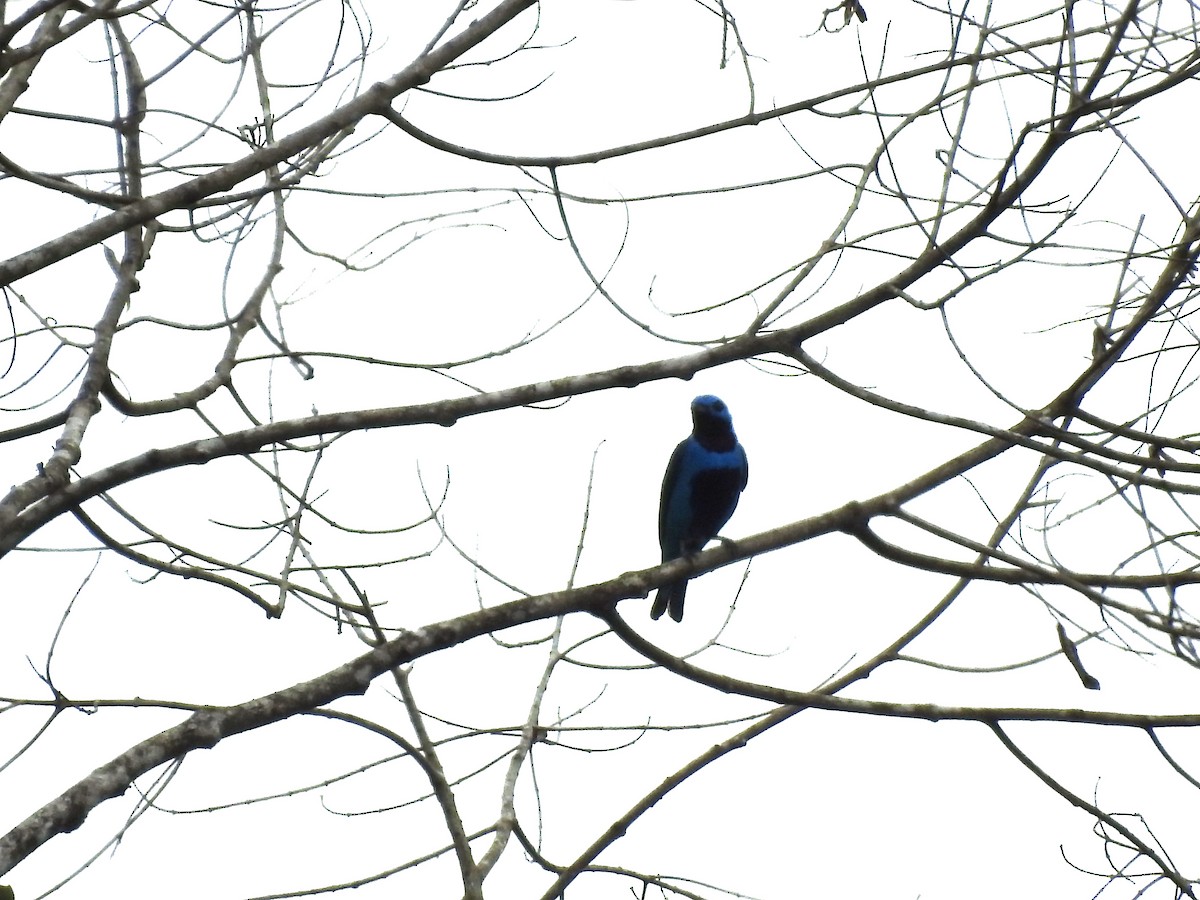 Turquoise Cotinga - ML636520100