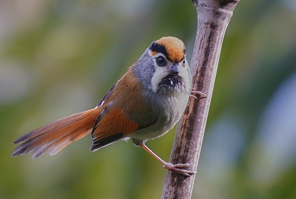Black-throated Parrotbill - ML636520164