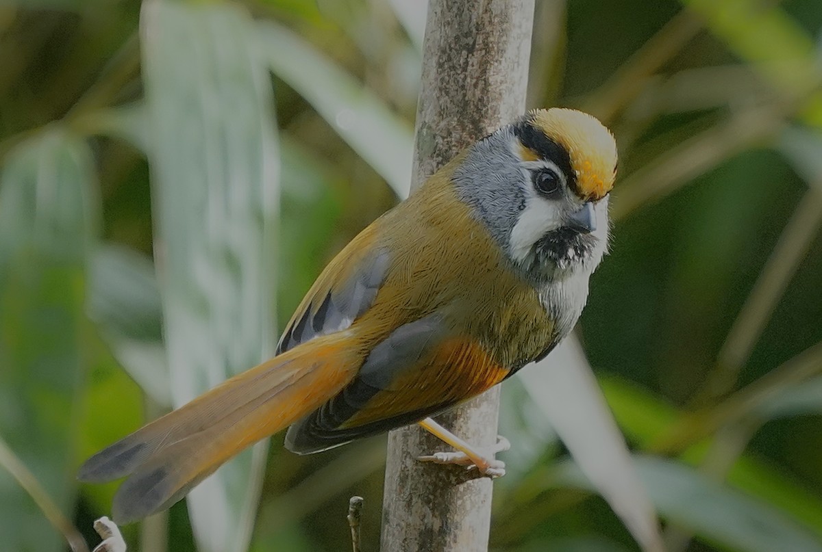 Black-throated Parrotbill - ML636520166