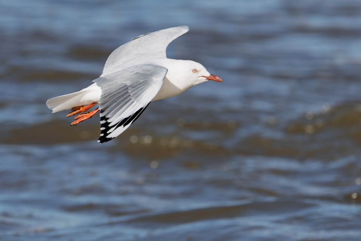 Silver Gull - ML636520194