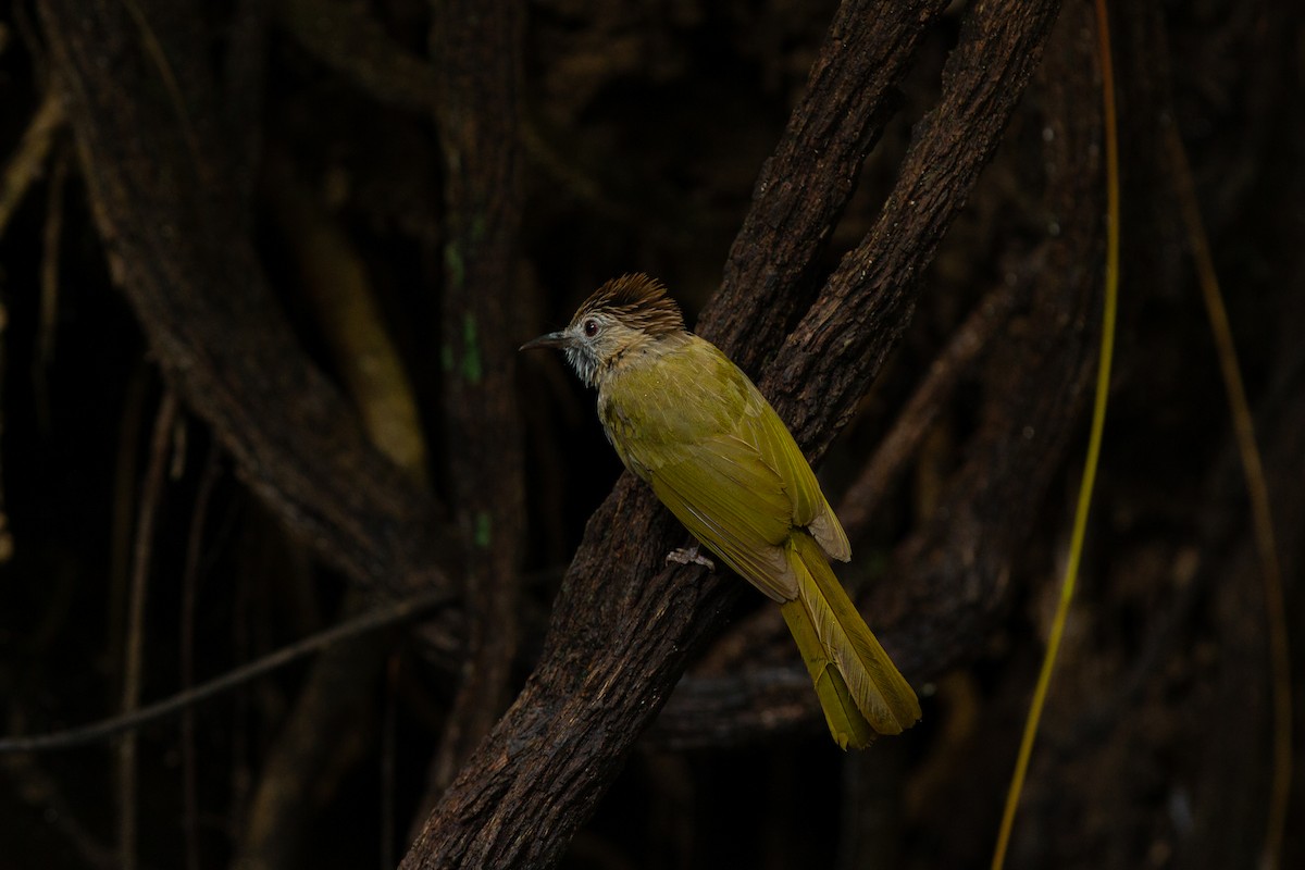 Mountain Bulbul - ML636520265