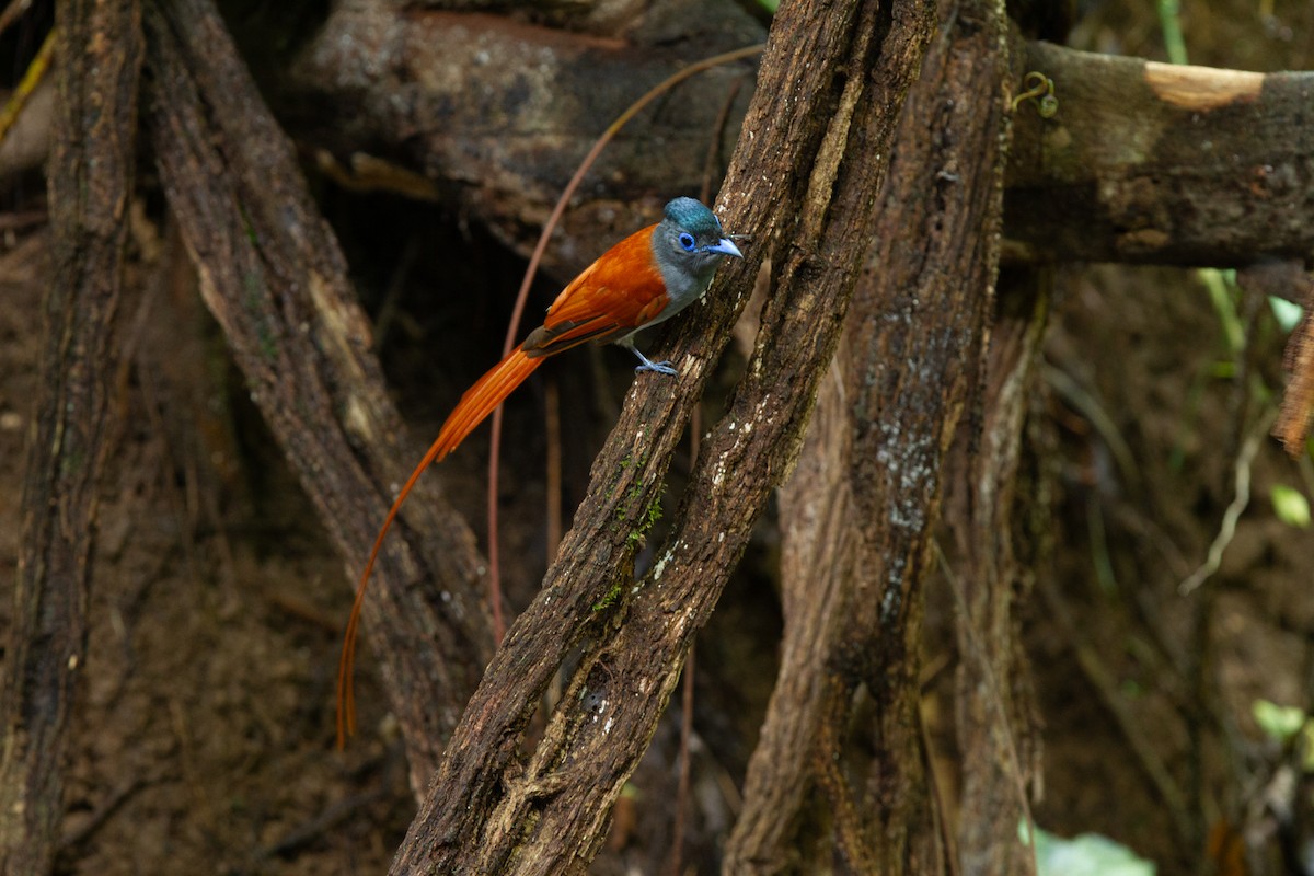 Blyth's Paradise-Flycatcher - ML636520273