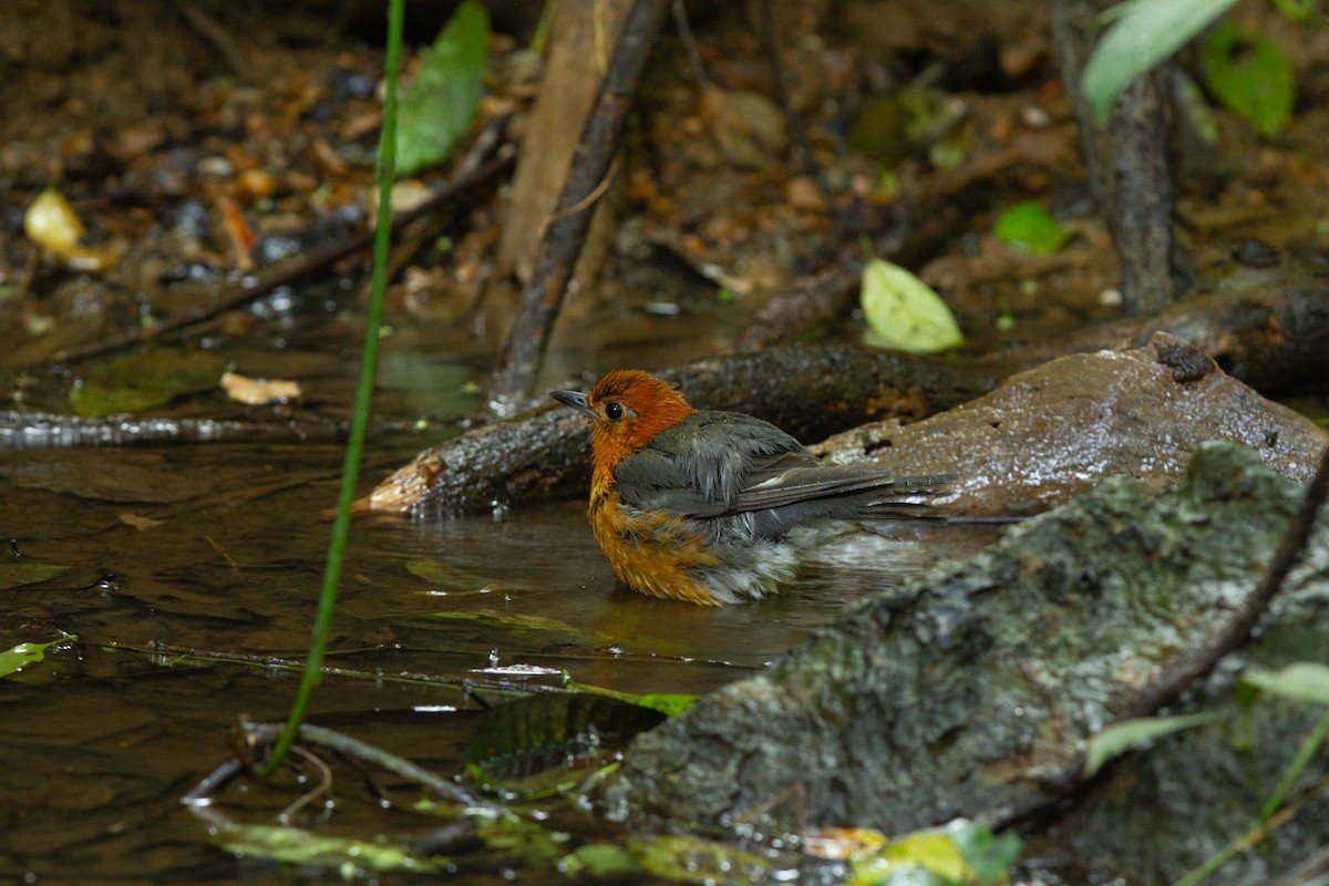 Orange-headed Thrush - ML636520280