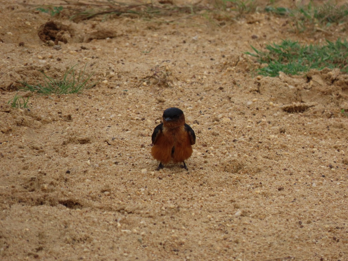 Sri Lanka Swallow - ML636520357