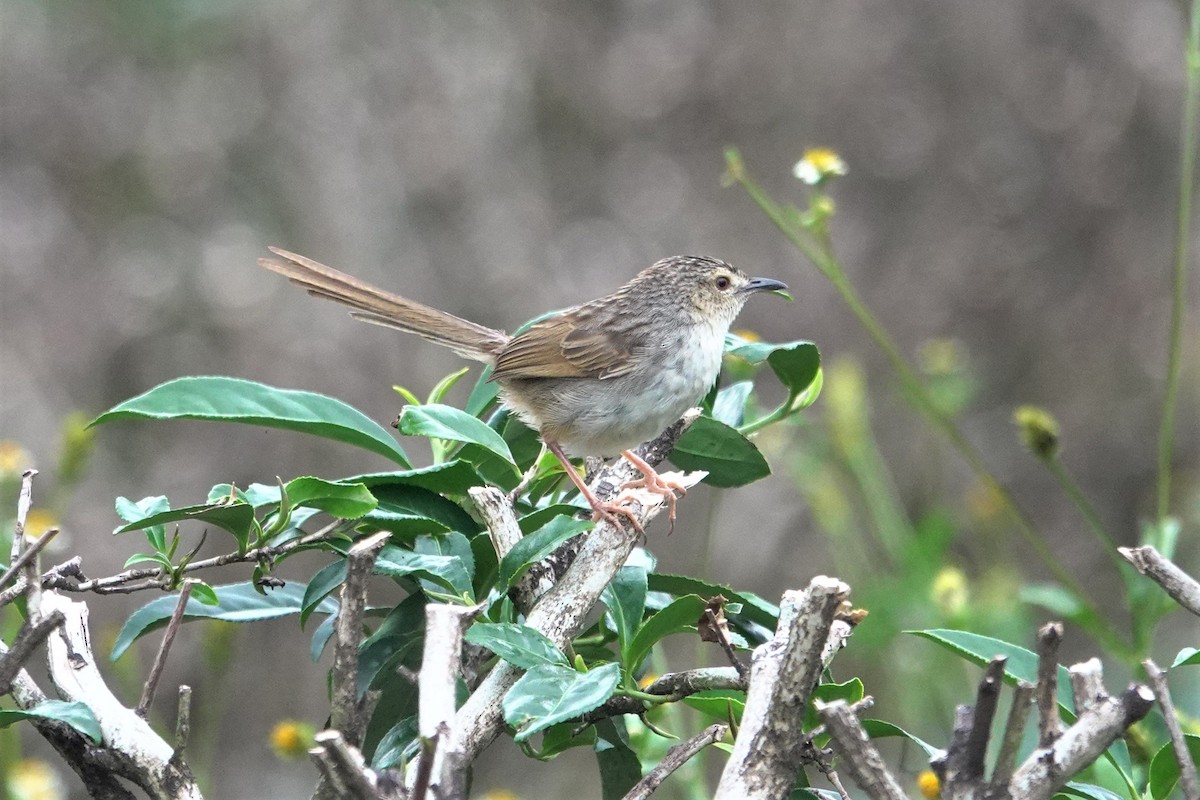 Prinia Estriada - ML636520413