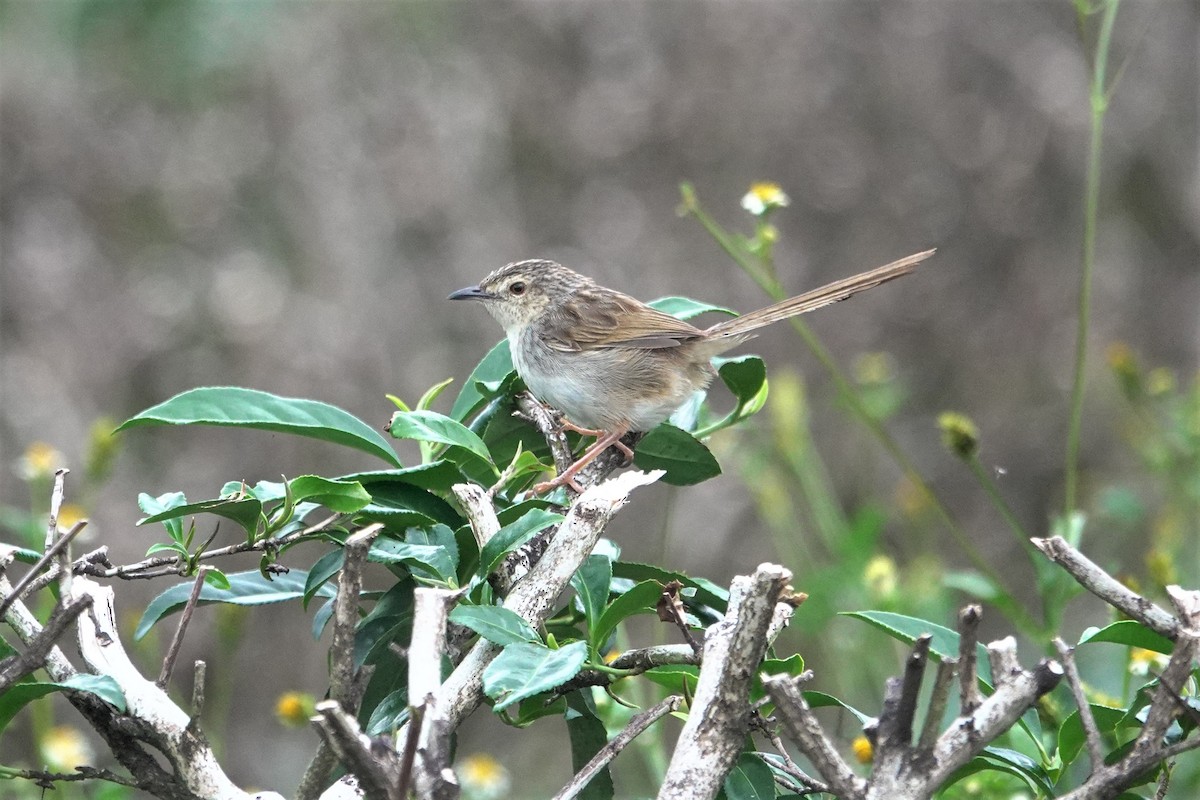 Prinia Estriada - ML636520415