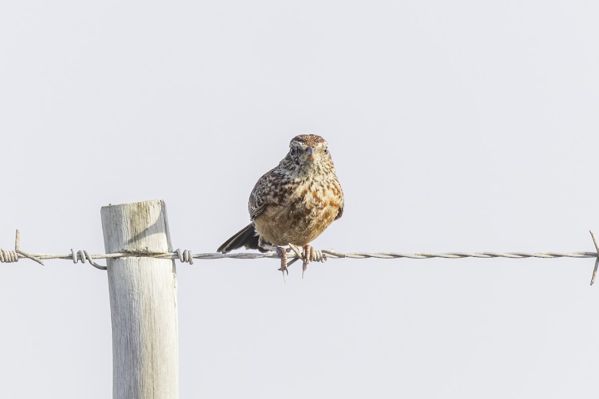 Cape Clapper Lark (Cape) - ML636520488