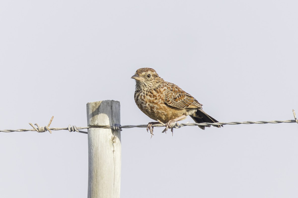 Cape Clapper Lark (Cape) - ML636520489