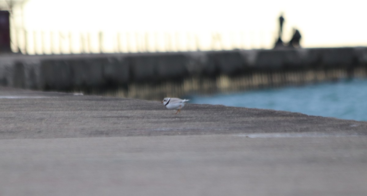 Piping Plover - ML636520490