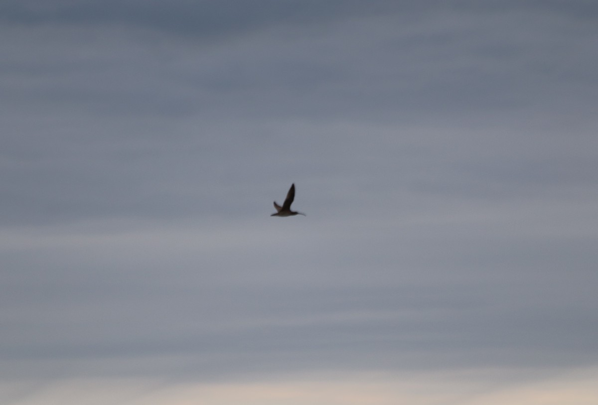 Hudsonian Whimbrel - ML636520544