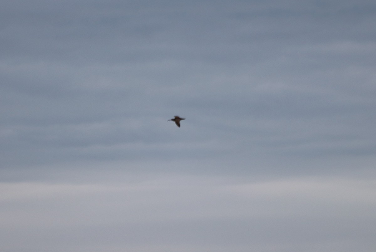 Hudsonian Whimbrel - ML636520568