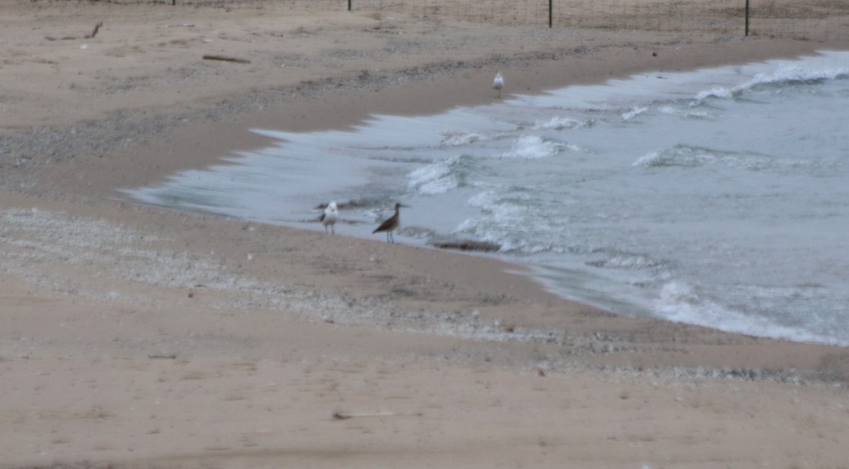 Hudsonian Whimbrel - ML636520597
