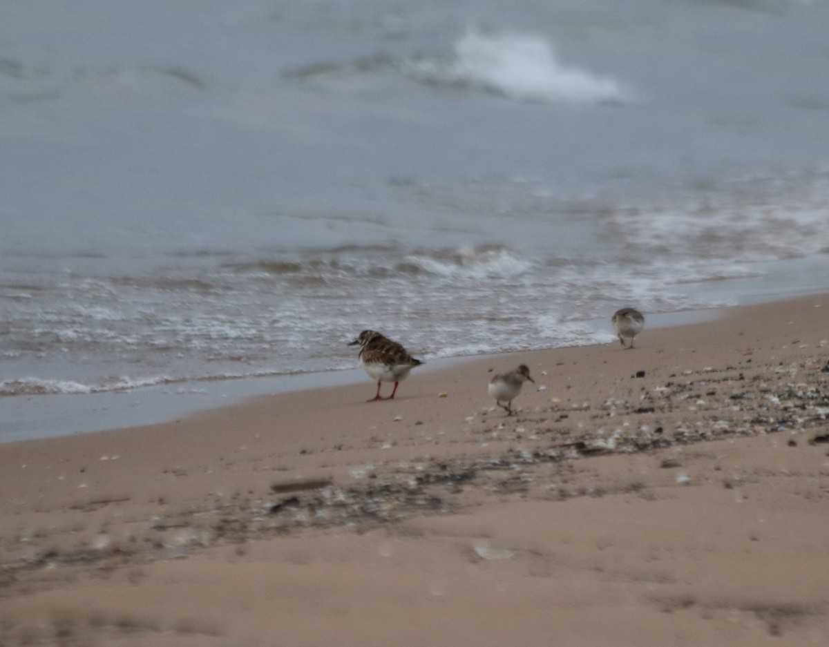 Ruddy Turnstone - ML636520653