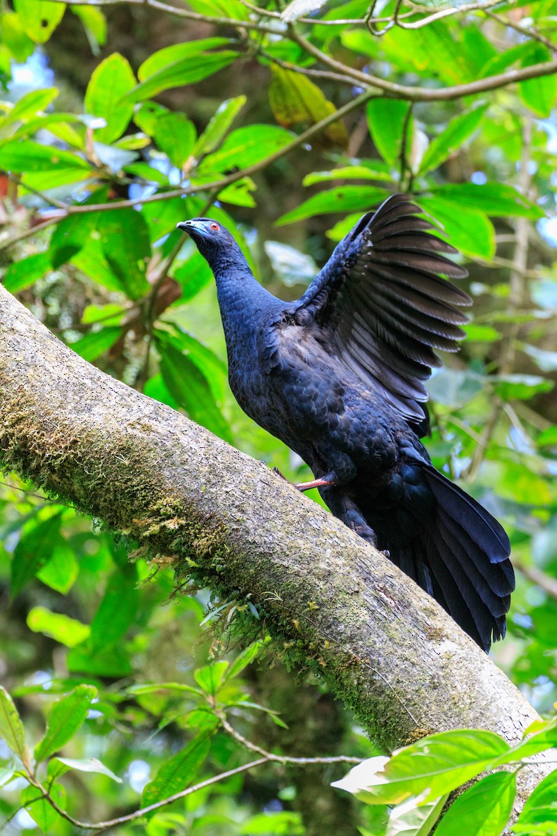 Black Guan - ML636520666